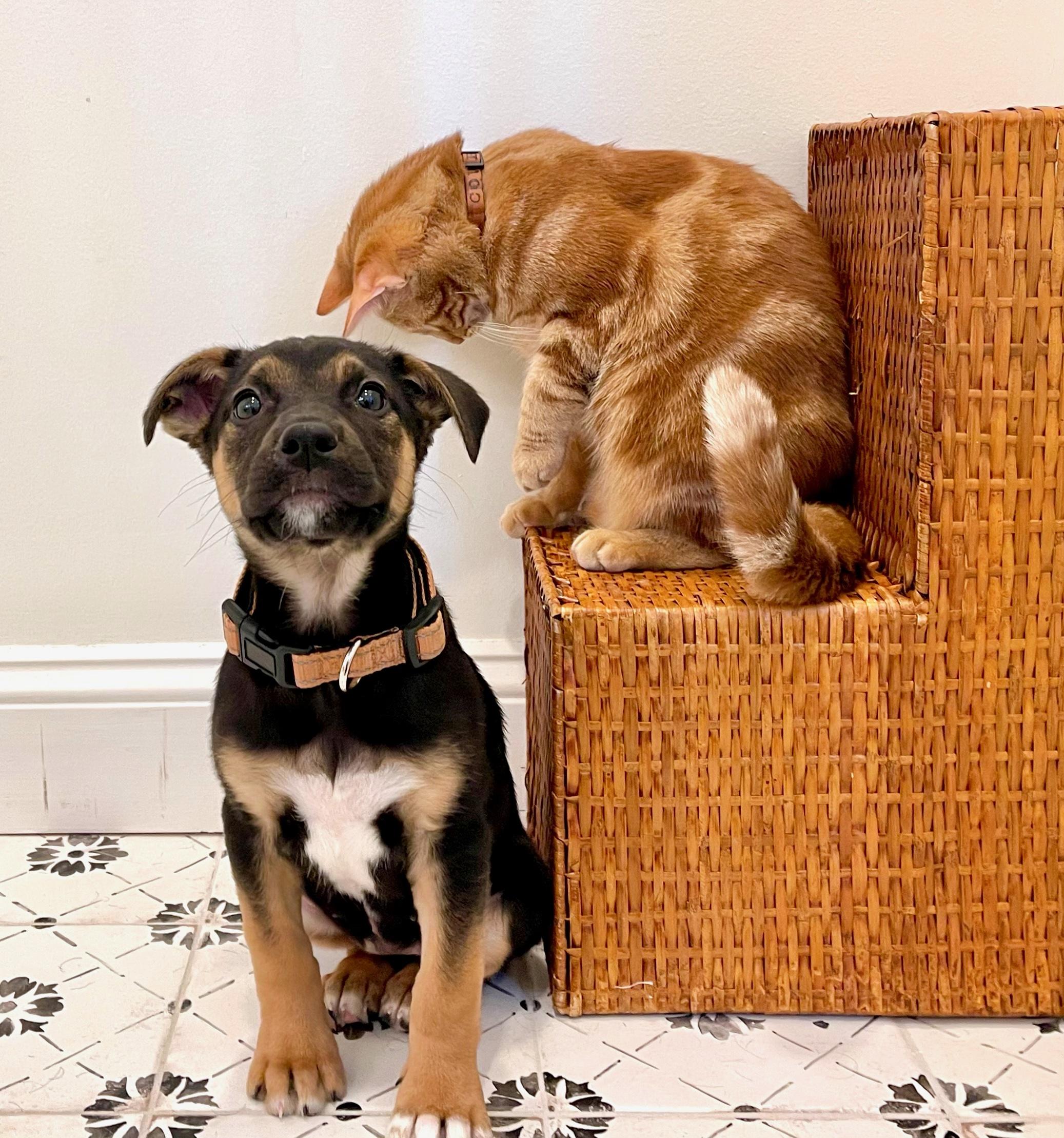 Dog and Cat Surrender